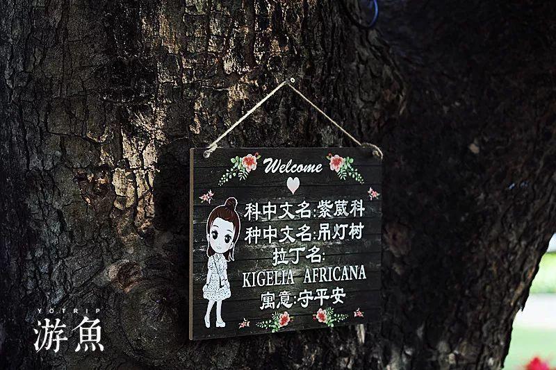 逃离橡子树种植地
